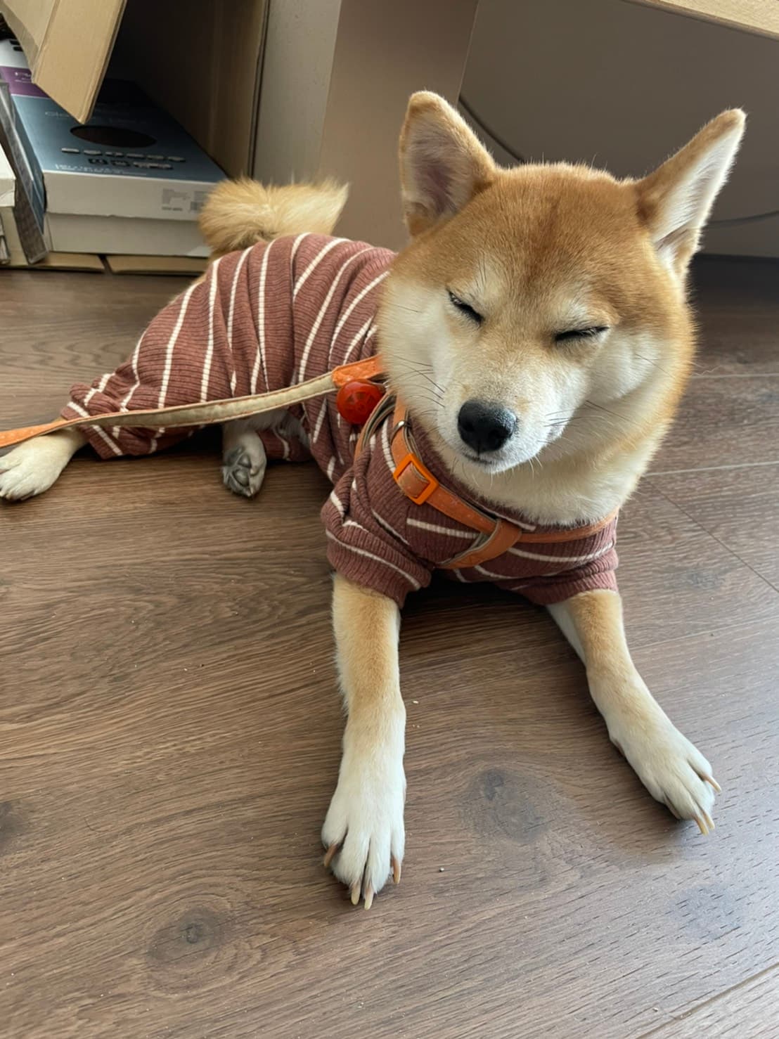 シオユメリノベーションズの看板犬・ゆめちゃん
